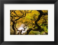 Spring Japanese Maple Hanging Over A Pond Fine Art Print