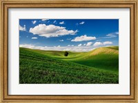 Rolling Wheat Fields With A Lone Tree Fine Art Print
