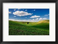 Rolling Wheat Fields With A Lone Tree Fine Art Print