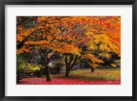 Red Vine Maple In Full Autumn Glory Fine Art Print