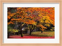 Red Vine Maple In Full Autumn Glory Fine Art Print