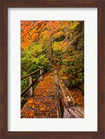 Autumn Maple Leaves On A Bridge Fine Art Print