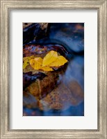Leaves Floating On Water Fine Art Print
