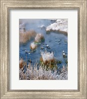 Frost Along White Creek, Wyoming Fine Art Print