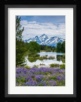 Lupine Flowers With The Teton Mountains In The Background Fine Art Print