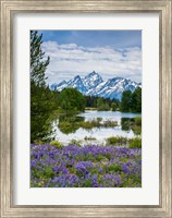 Lupine Flowers With The Teton Mountains In The Background Fine Art Print