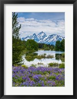 Lupine Flowers With The Teton Mountains In The Background Fine Art Print