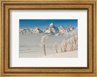Rimed Cottonwoods And Tetons From The Antelope Flats Road Fine Art Print