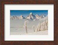 Rimed Cottonwoods And Tetons From The Antelope Flats Road Fine Art Print