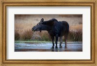 Moose Eating Watercress In A Pond Fine Art Print