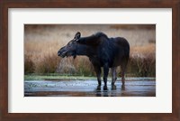 Moose Eating Watercress In A Pond Fine Art Print