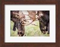Close-Up Of Two Bull Moose Locking Horns Fine Art Print