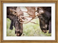 Close-Up Of Two Bull Moose Locking Horns Fine Art Print