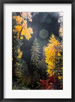 Sunshine On An Autumn Forest Fine Art Print