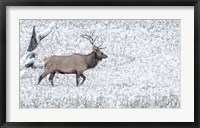 Bull Elk Walks In The Snow Fine Art Print