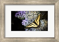 Western Tiger Swallowtail Butterfly On A Lilac Bush Fine Art Print