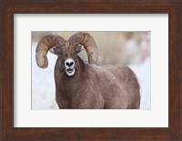 Bighorn Sheep With Grass In His Mouth Fine Art Print
