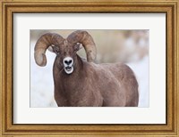Bighorn Sheep With Grass In His Mouth Fine Art Print