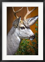 Close-Up Of A Mule Deer Fine Art Print