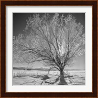 Lone Ice Tree (BW) Fine Art Print