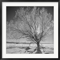 Lone Ice Tree (BW) Fine Art Print