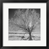 Lone Ice Tree (BW) Fine Art Print