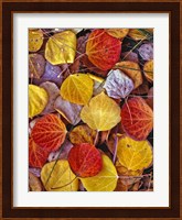 Fallen Autumn Leaves Fine Art Print