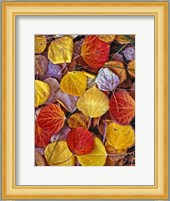 Fallen Autumn Leaves Fine Art Print