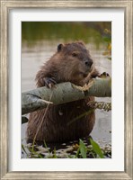 North American Beaver Gnawing Through An Aspen Fine Art Print
