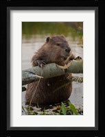 North American Beaver Gnawing Through An Aspen Fine Art Print