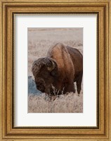American Bison On A Frosty Morning Fine Art Print