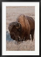 American Bison On A Frosty Morning Fine Art Print