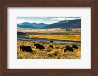 Bison Herd Feeding, Lamar River Valley, Yellowstone National Park Fine Art Print