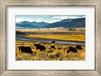Bison Herd Feeding, Lamar River Valley, Yellowstone National Park Fine Art Print