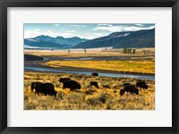 Bison Herd Feeding, Lamar River Valley, Yellowstone National Park Fine Art Print