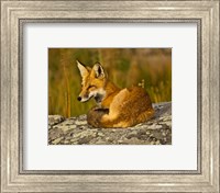 Red Fox Resting, Yellowstone National Park, Wyoming Fine Art Print