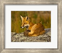 Red Fox Resting, Yellowstone National Park, Wyoming Fine Art Print