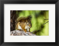 Red Tree Squirrel Posing On A Branch Fine Art Print