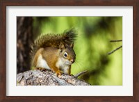 Red Tree Squirrel Posing On A Branch Fine Art Print