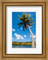 Umatac Bay Palm Tree, Guam Fine Art Print