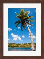 Umatac Bay Palm Tree, Guam Fine Art Print