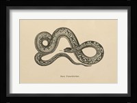 Vintage Boa Constrictor Fine Art Print