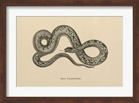 Vintage Boa Constrictor Fine Art Print