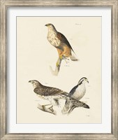 Birds of Prey II Fine Art Print