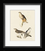 Birds of Prey II Framed Print