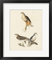 Birds of Prey II Framed Print