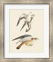 Birds of Prey I Fine Art Print