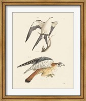 Birds of Prey I Fine Art Print