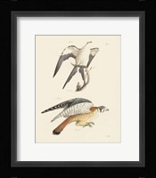 Birds of Prey I Framed Print