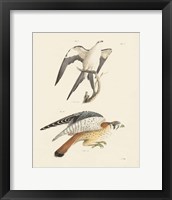 Birds of Prey I Framed Print
